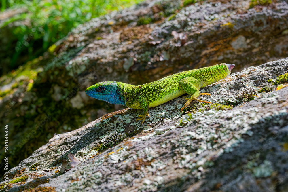The Tailless Survivor: A Lizard's Tale. A lizard that has lost its tail, likely due to a predator's attack or a defensive mechanism. Despite this loss, the lizard appears healthy and alert. The Tailless Survivor: A Lizard's Tale. A lizard that has lost its tail, likely due to a predator's attack or a defensive mechanism. Despite this loss, the lizard appears healthy and alert.