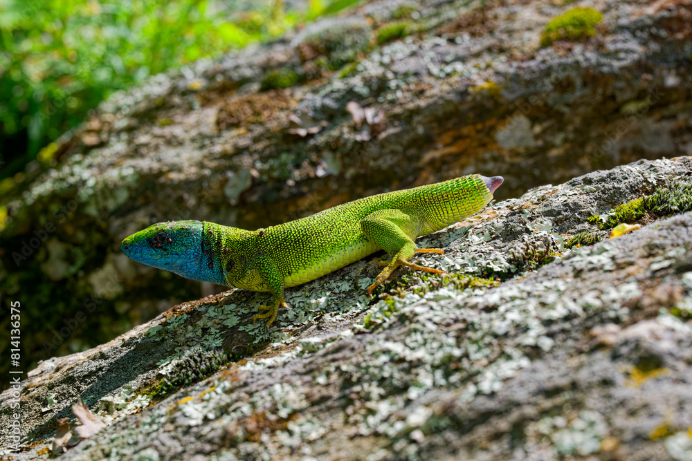 The Tailless Survivor: A Lizard's Tale. A lizard that has lost its tail, likely due to a predator's attack or a defensive mechanism. Despite this loss, the lizard appears healthy and alert. The Tailless Survivor: A Lizard's Tale. A lizard that has lost its tail, likely due to a predator's attack or a defensive mechanism. Despite this loss, the lizard appears healthy and alert.