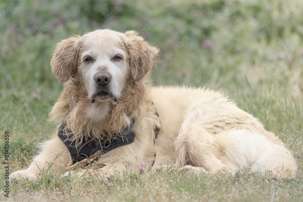 Senior golden retriever resting with a stick after playing in wet grass Senior golden retriever resting with a stick after playing in wet grass