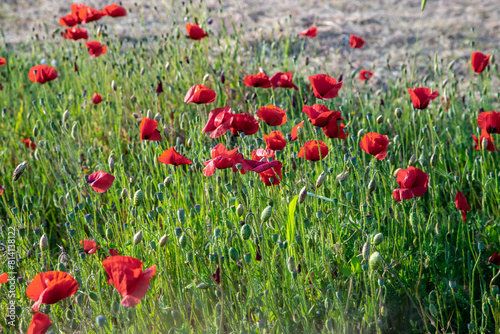 red poppies in the field