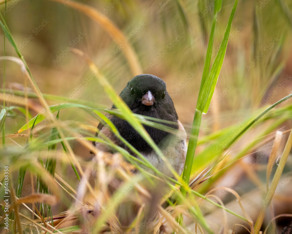 Close up of a dark-eyed junco in grass. Close up of a dark-eyed junco in grass.