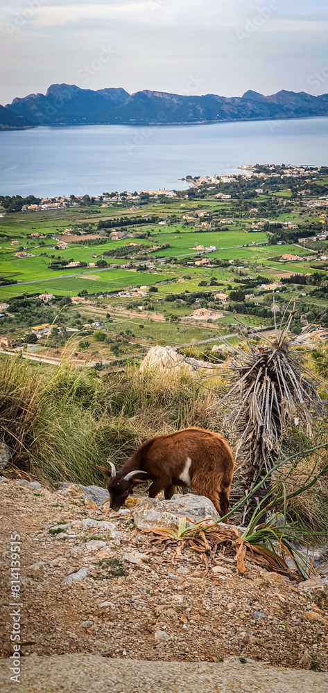 Fototapeta premium Sunset over Alcudia hill in Mallorca Spain in Summer time