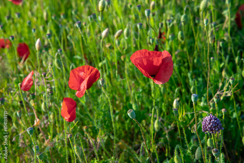 red poppies in the field