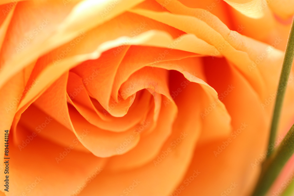 orange rose detail orange rose detail