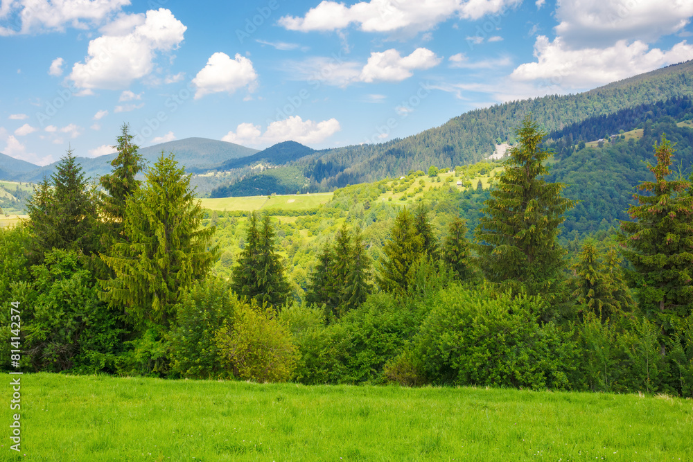 pasture and forest on the hill. sunny summer weather in carpathian mountains, ukraine. green countryside scenery. puffy cumulus clouds on the blue sky. vacation and tourism season pasture and forest on the hill. sunny summer weather in carpathian mountains, ukraine. green countryside scenery. puffy cumulus clouds on the blue sky. vacation and tourism season