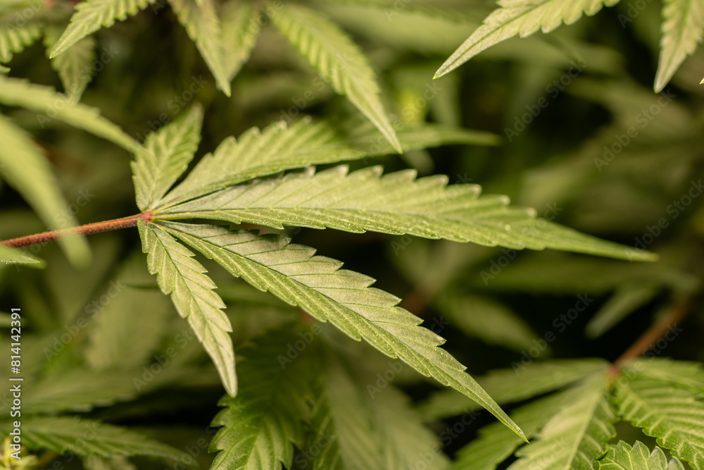 Cannabis hemp leaf Cannabis hemp leaf