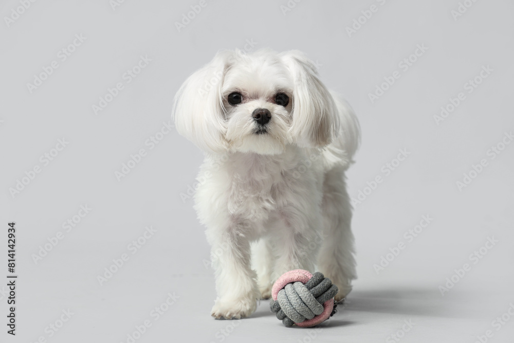 Cute Bolognese dog and ball on white background Cute Bolognese dog and ball on white background