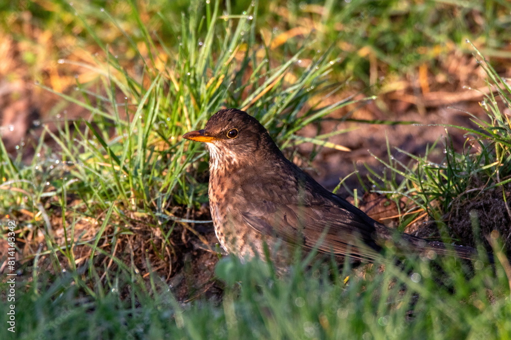 Amsel Weibchen Amsel Weibchen