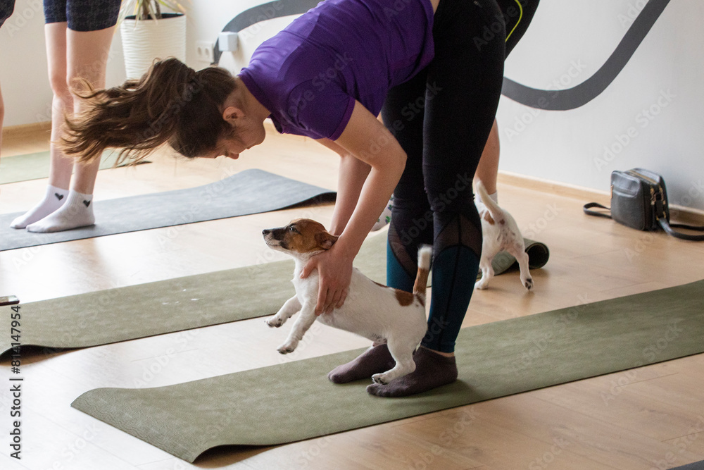 yoga class with Jack Russell terrier puppies in the fitness room. yoga class with Jack Russell terrier puppies in the fitness room.
