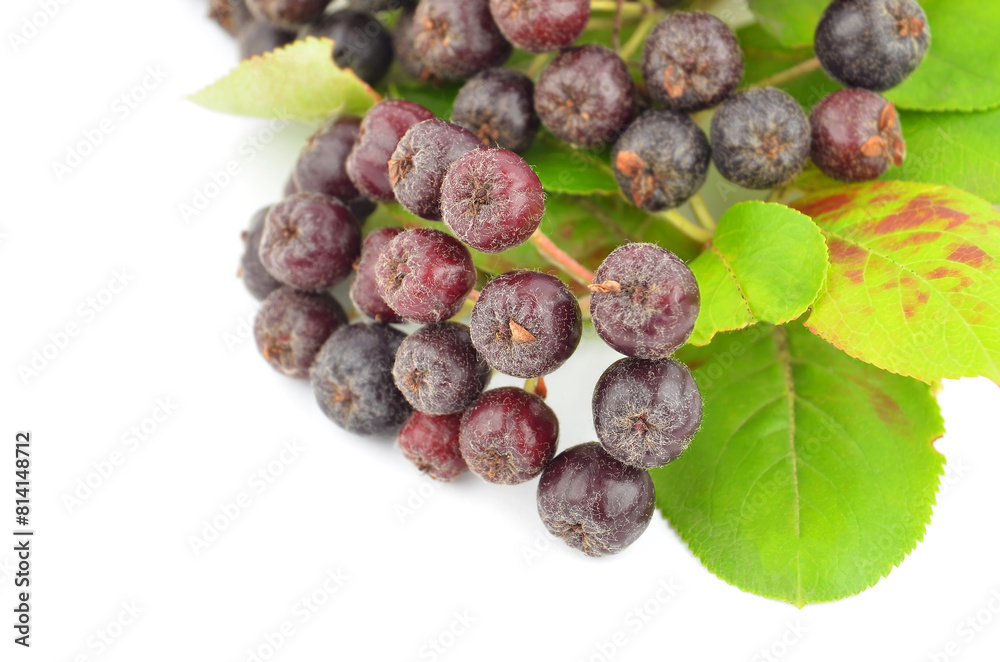 Fototapeta premium Black ashberry (Aronia melanocarpa) on white