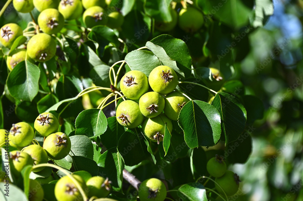 Fotografie Green pear on branch