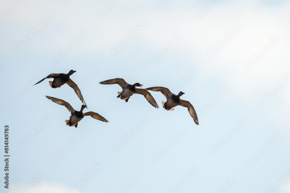 Fototapeta premium Four wild ducks fly in the sky