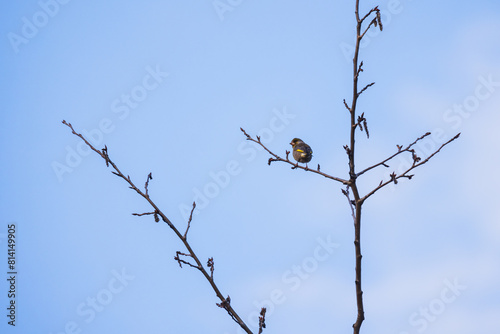 A yellow bird is on the branch. The Eurasian siskin is a small passerine bird photo