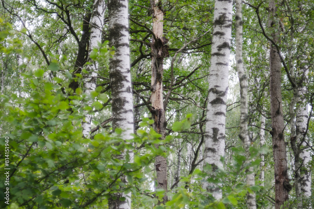 Obraz premium birch forest in summer with green leaves, nature series.