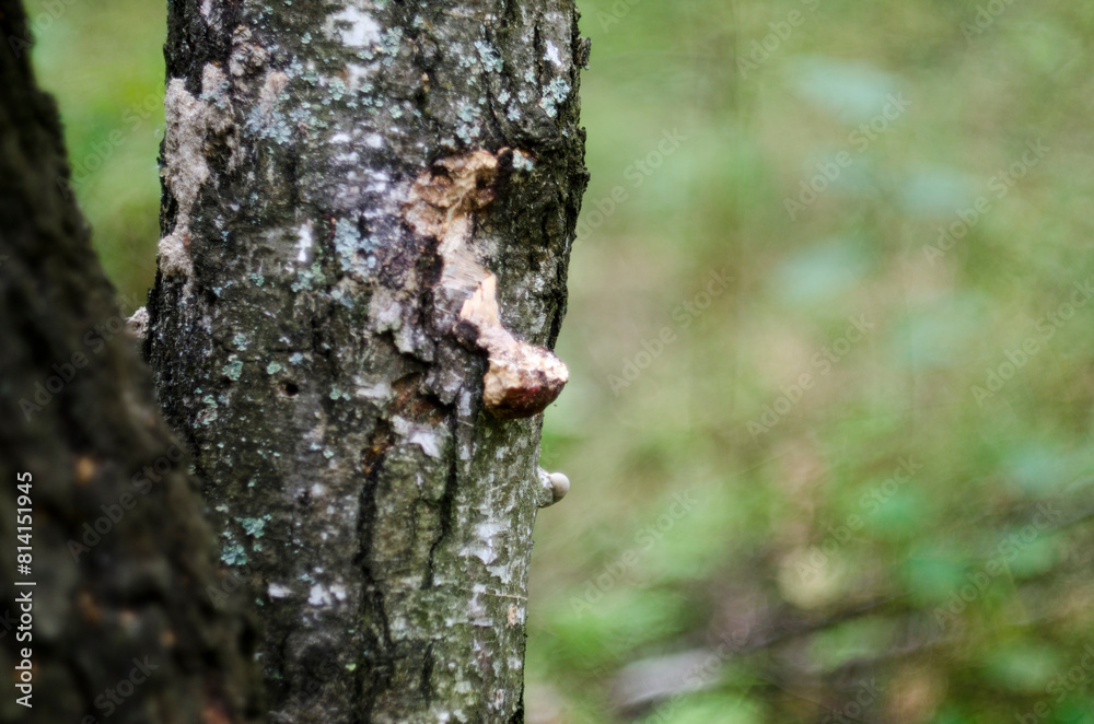 Mushroom on the bark of a tree in the forest. Mushroom on the bark of a tree in the forest.