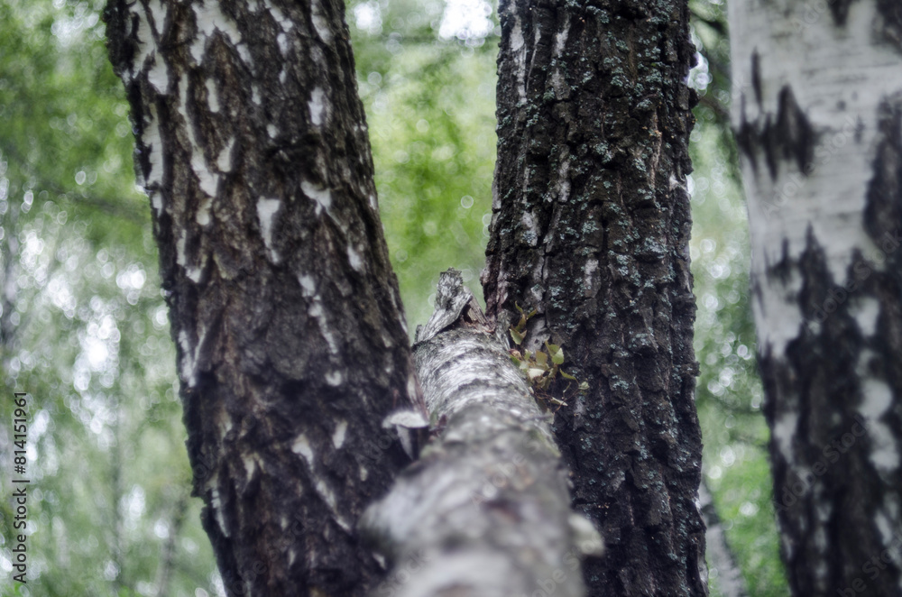 Owl on a birch tree in the forest in the summer Owl on a birch tree in the forest in the summer