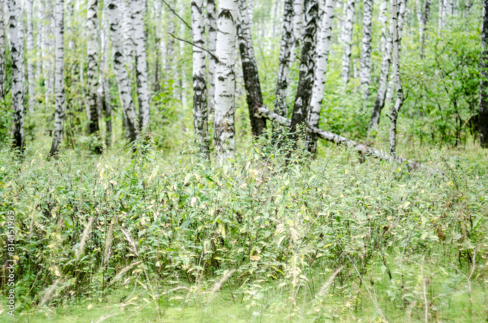 Obraz premium birch forest in sunlight in the morning, soft focus background