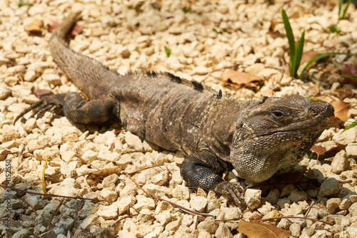Close-up of an iguana in sunlight