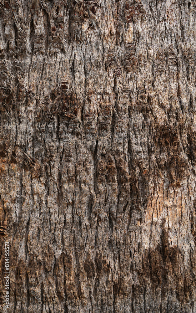 Obraz premium Palm tree texture. Background of palm tree bark. Organic background and texture. Abstract texture and background for designers. Macro view of palm tree bark. Natural pattern.