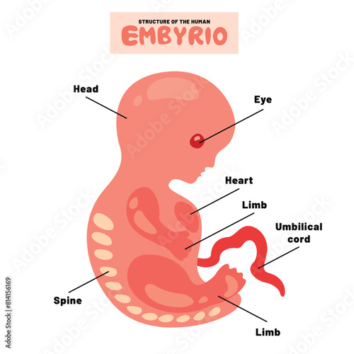 Anatomy Of A Human Embyrio