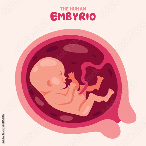 Anatomy Of A Human Embyrio