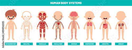 Drawing Of Human Body Systems photo