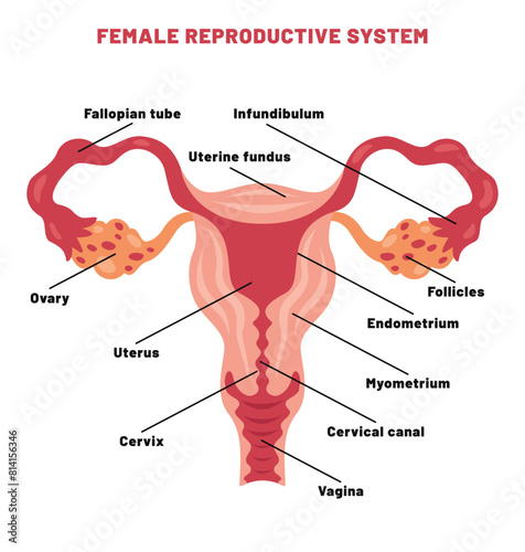 The Reproductive System of Human