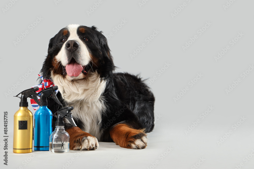 Cute Bernese mountain dog with set for grooming on grey background