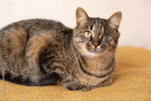 One-eyed tabby cat lies on the bed