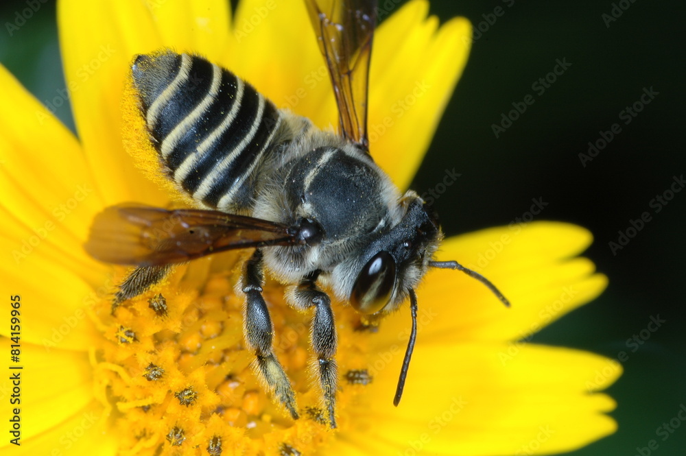 insects