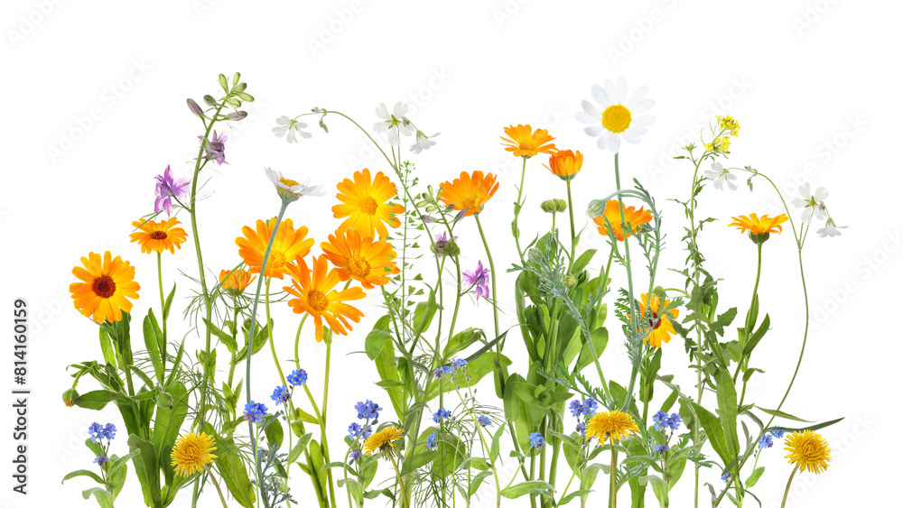 Fototapeta premium Colorful meadow flowers on white background, banner design