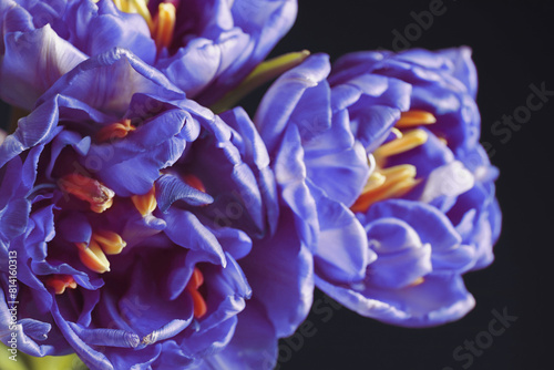 Beautiful light blue tulips on black background, closeup. Bright flowers