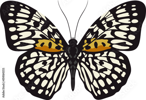 Butterfly Panther. Neurosigma siva, Limenitidinae, Nymphalidae. Hand drawn bright insect.