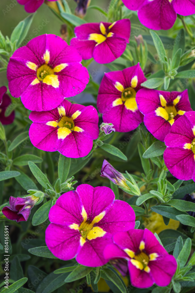 blooming colorful petunia flowers blooming colorful petunia flowers