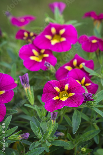 blooming colorful petunia flowers