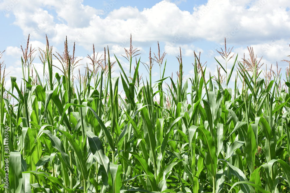 Obraz premium ears of corn and green leaves on a field background close-up. Corn farm. A selective focus picture of corn cob in organic corn field. concept of good harvest, agricultural