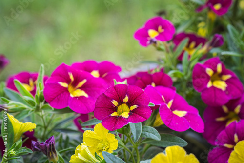 blooming colorful petunia flowers