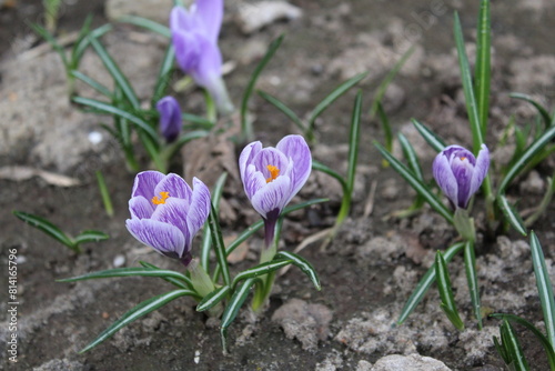 crocuses are yellow and lilac in the garden in spring