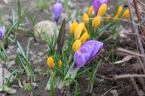 crocuses are yellow and lilac in the garden in spring