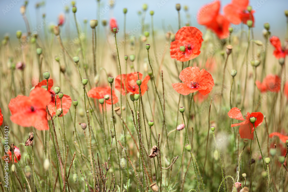 Obraz premium poppy flowers. natural background. Close-up of tender red field poppy Papaver rhoeas. wildflowers naturally growing in the meadow. beautiful delicate red poppy flowers