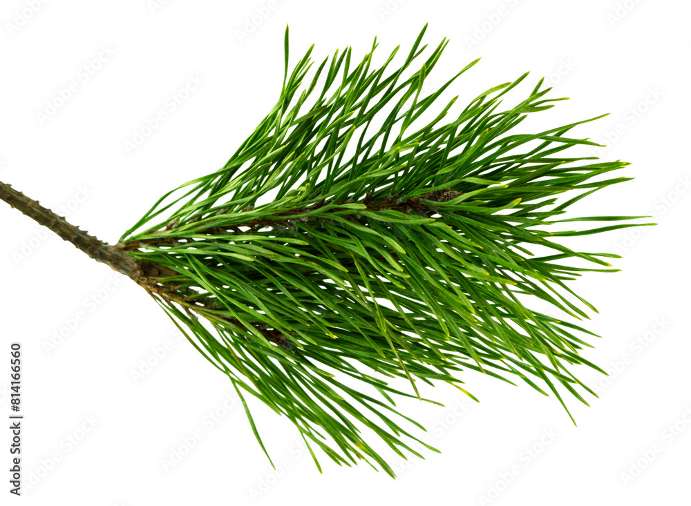 green branch of a pine tree. Christmas tree branches. Coniferous tree branch . Pine branch on transparent, png green branch of a pine tree. Christmas tree branches. Coniferous tree branch . Pine branch on transparent, png
