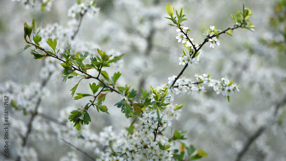 Twig of flowering blackthorn, Prunus spinosa, in spring. white flowers, natural floral background. delicate spring flowers, close-up. spring natural background, flowering tree Twig of flowering blackthorn, Prunus spinosa, in spring. white flowers, natural floral background. delicate spring flowers, close-up. spring natural background, flowering tree