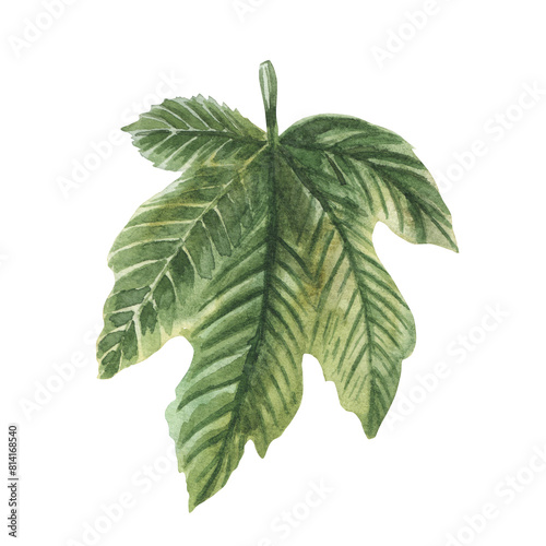 Watercolor fig leaf isolated on white background. Illustration of figue in natural style, ready to use. Design for covers, packaging, labels, menu, season offer.