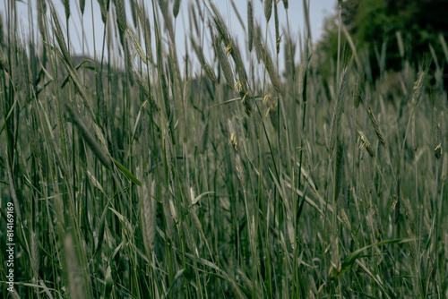  Close-up of barley ears, green ears