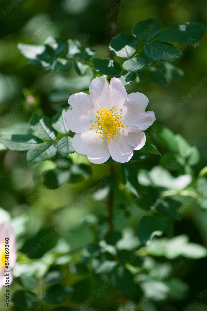 beautiful rosehip flower close up. Rosehip, Rosa canina light pink flowers bloom on the branches, beautiful wild shrub. Rosa woodsii, a variety of rose hips known as woods or indoor rose. text