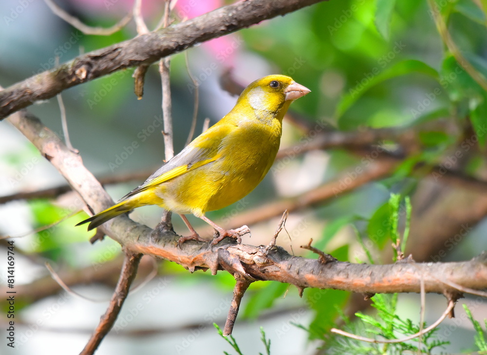 Obraz premium Chloris chloris male posing on the branch.