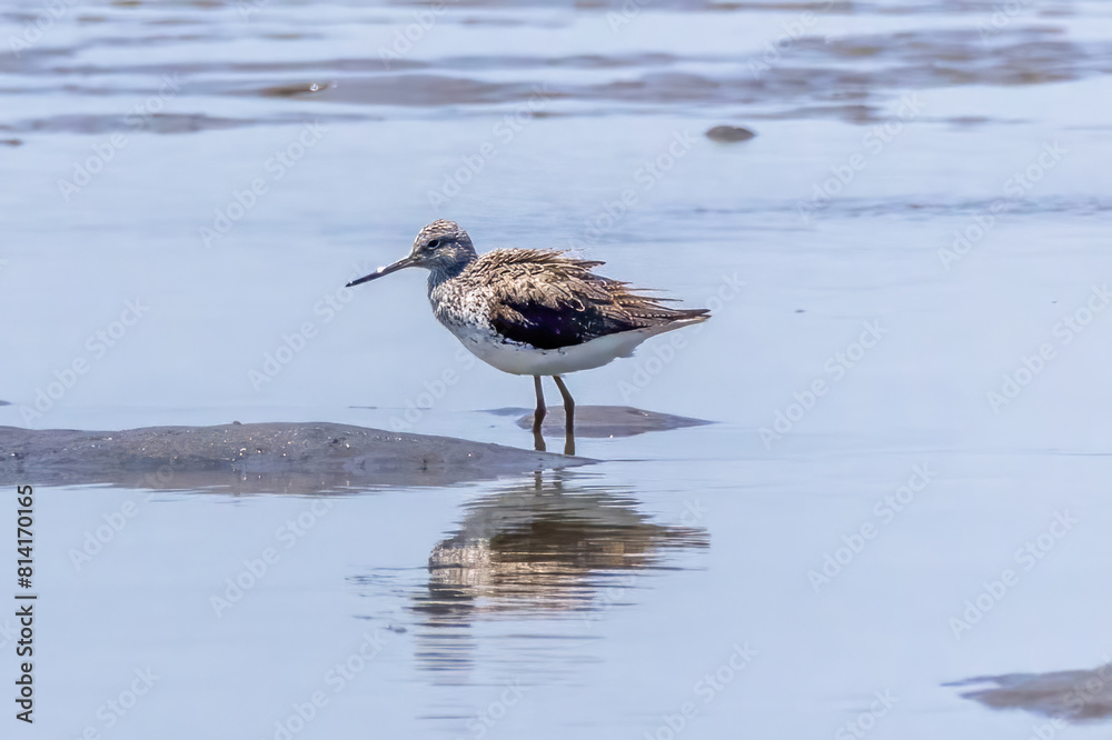 Obraz premium 干潟で餌を探すアオアシシギ