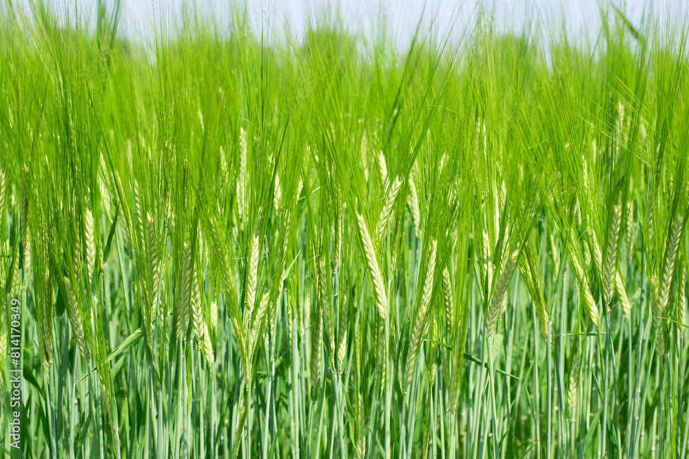 spikelets. cobs of corn close-up. Fresh green young unripe juicy spikelets of wheat on a blurred green field. Oats, rye, barley. harvest in spring or summer, closeup of a field spikelets. cobs of corn close-up. Fresh green young unripe juicy spikelets of wheat on a blurred green field. Oats, rye, barley. harvest in spring or summer, closeup of a field