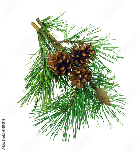 Pine branches with cones, isolated without shadow.
