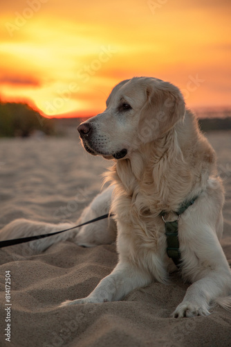 beautiful golden retriever on the beach at sunset in spring